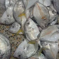 ماهی تازه