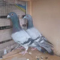 جفت سبز پلاکی