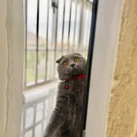 گربه اسکاتیش