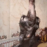 مرغ لاری محلی