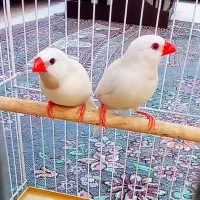 فنچ کراواتی سفید
