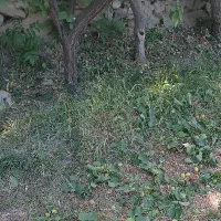 فروش زمین باغ
