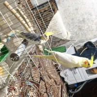 یک جفت عروس هلندی مولد