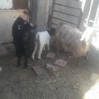 ۲راس بز جوان زاییده شیرا بزغاله درشت|حیوانات مزرعه|بیرجند, |دیوار