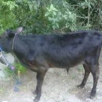 گوساله نردورگه