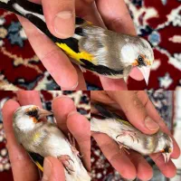 سهره ابلغ اصیل ایرانی