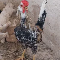 خروس گلین لری