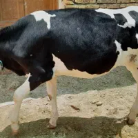 فروش گوساله هلشتاین