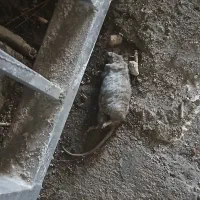 سم پاشی اماکن و منازل