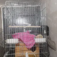 قفس ۱۰۳۳ بزرگ