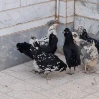 ۸عدد گلین درجه یک