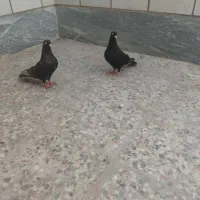 جفت ابادانی چش نوک معاوضه بادمبی ماده