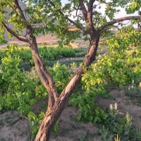کودشیمایی