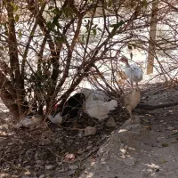 جوجه محلی