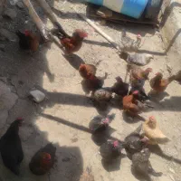 مرغ محلی فروشی دانه ششصد و پنجاه تومان