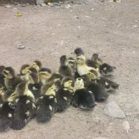 جوجه اردک اسرائیلی