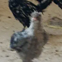 تعدادی جوجه تیمچه برهما وپولند