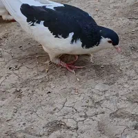 کبوترخال