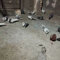 کفتر بوم پرشی به زمانت