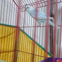 مرغ عشق نر