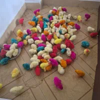 جوجه ماشینی