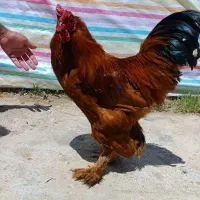 خروس برهما