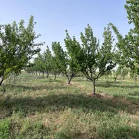 فروش باغ میوه 1000منر