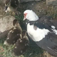 اردک با ۳ جوجه