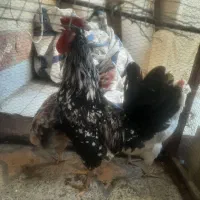 فروش خروس گلین