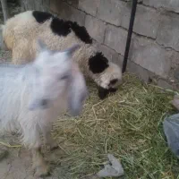 بره وکره علف خور بره ماده کره نر