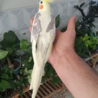 عروس هلندی نر دستی