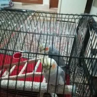 یک جفت عروس هلندی نروماده فروشی