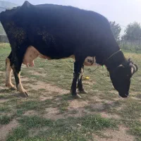 گاوسمینتال اصل شیری