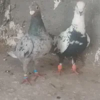 ماده سوسکی و سار