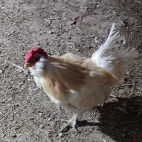 خروس