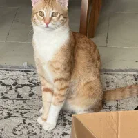 واگذاری گربه نر و ماده