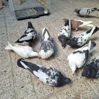 ده تا کبوتر رنگه و المانی