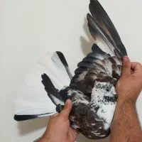 قاره دم سفید