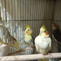 عروس هلندی بازیگوش