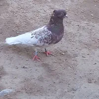 کبوتر|پرنده|بشاگرد, |دیوار