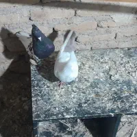 کبوتر تهرانی