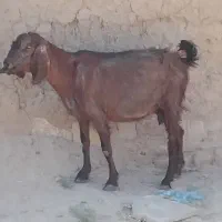 فروش ۲بز    دانه دوازده نیم