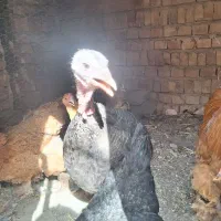 یه عدد بوقلمون ماده تخم گزار