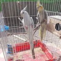 جفت عروس هلندی