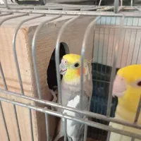 عروس هلندی مولد