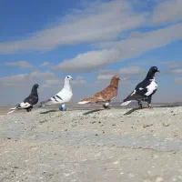 کبوترافغانی وهفترنگ دمسفیدوشامی برفی.خال افغانی