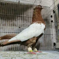 کبوتر یکت سفید کله. سار. زرد. پشتی