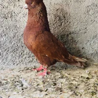 کبوتر