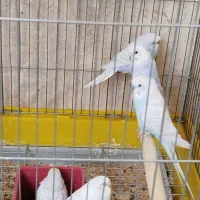 جفت مرغ عشق
