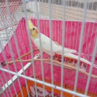 عروس هلندی نر